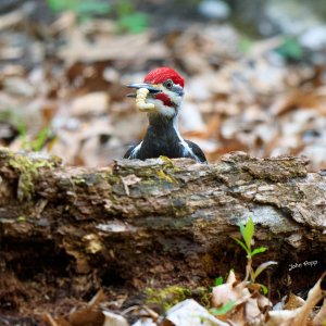 Pileated Woodpecker 19-04-24-0047.jpg