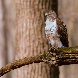 red-tailed-hawk-0001-24-06-02.jpg