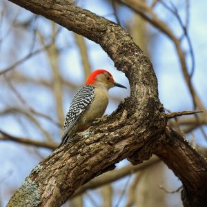 red-bellied-woodpecker-0003-24-06-03.jpg