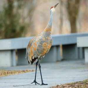 sandhill-crane-0005-24-06-05.jpg