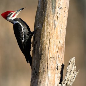 pileated-woodpecker-0005-24-06-06.jpg