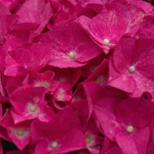 Hydrangea Up Close and Personal.jpeg