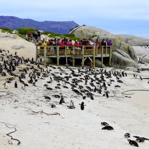 Boulders Beach.jpg