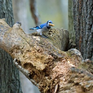 blue-jay-0007-24-06-06.jpg