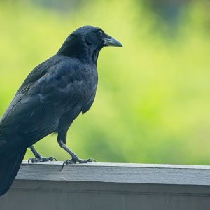 Crow on the Railing.jpeg