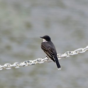 Eastern Kingbird at the Pier.jpeg