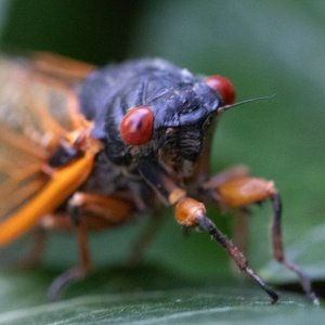 cicada-lowres.jpg