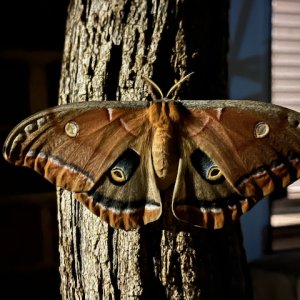 antheraea_polyphemus.jpg