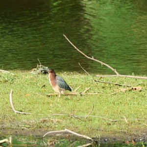 green-heron-0090-24-06-11.jpg