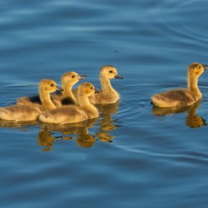 goslings-0010-24-06-11.jpg
