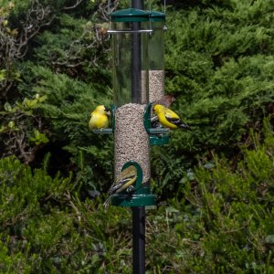 Goldfinches.jpg