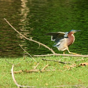 green-heron-0095-24-06-11.jpg