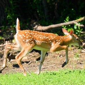 deer-0114-24-06-13.jpg