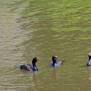 Presenting The Four Cormorants, Featuring Monty.jpeg