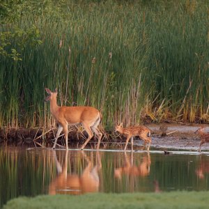 deer-0130-24-06-16.jpg