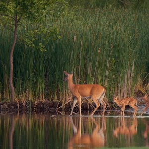 deer-0131-24-06-16.jpg