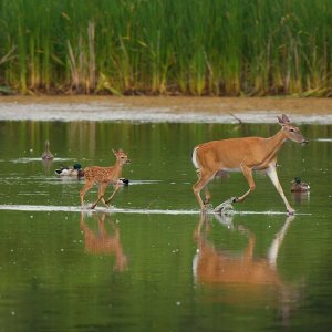deer-0135-24-06-16.jpg