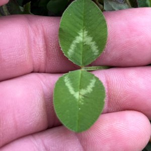 elusive-2-leaf-clover.jpg