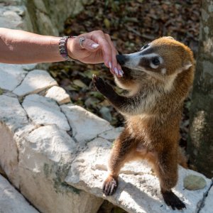 Coati.jpg