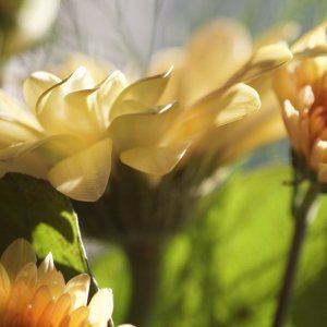 flowers66 - 1.jpeg