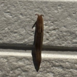 IMG_5797.jpeg