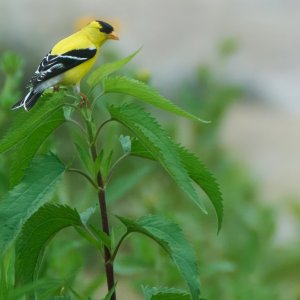 american-goldfinch-0151-24-06-21.jpg