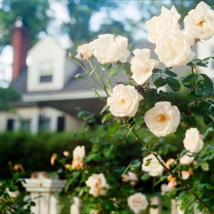 Roll _11_LeicaM3_2024_Image_03-positive.jpg