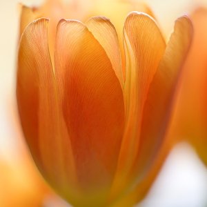 Apricot Tulips.jpeg