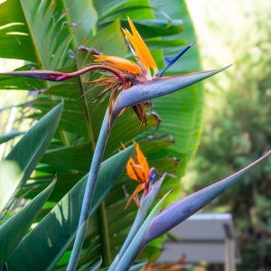 GranCanaria-BirdOfParadise-4.jpg