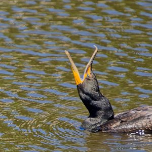 A  Biiiiig Yawn.jpeg