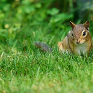 chipmunk-0169-24-06-24.jpg
