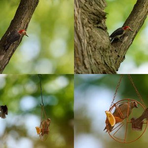 img-collage-red-bellied-woopecker.jpg
