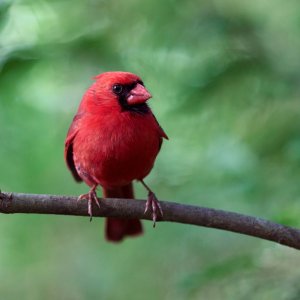 cardinal-0016-24-07-01.jpg
