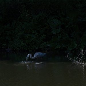 Alfred Plunging For a Fish.jpeg