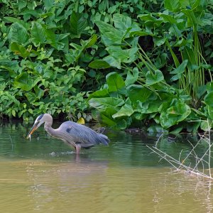 Alfred Gets His Fish.jpeg