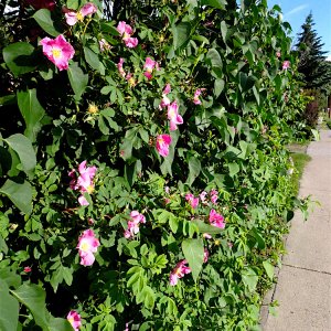 WildRoses_325A.jpg