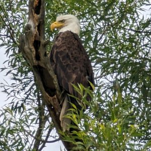 Eagle.jpg