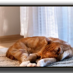 cat - 1.jpeg