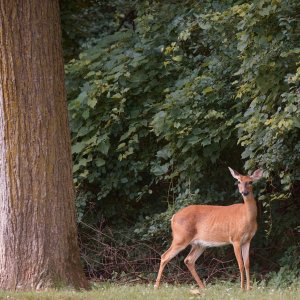 deer-0214-24-07-06.jpg