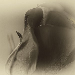 Rose, Gently Antiqued.jpeg