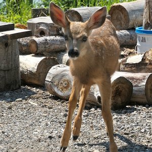 Fawns3_687.jpg