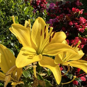 IMG_1913.jpeg