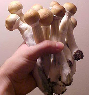 001mushroom.jpg