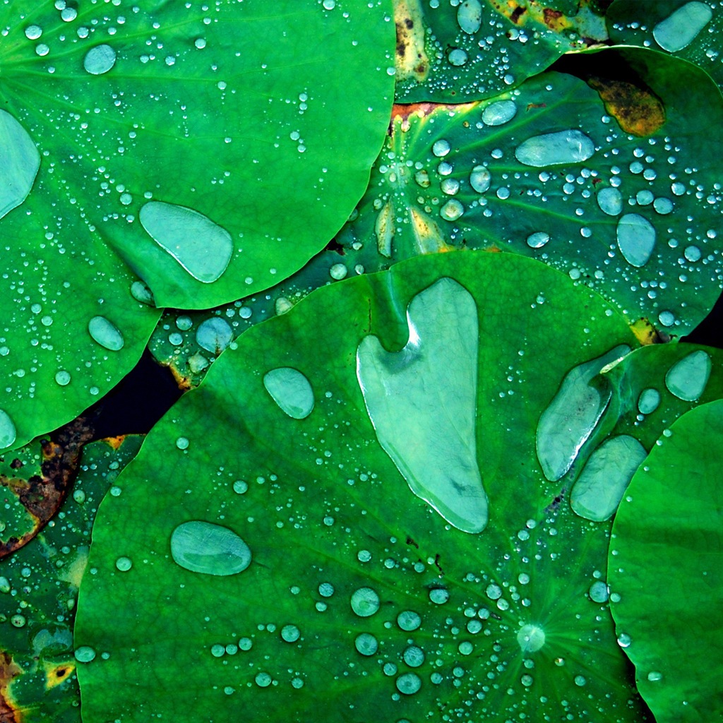 01613_lotus_1024x1024.jpg