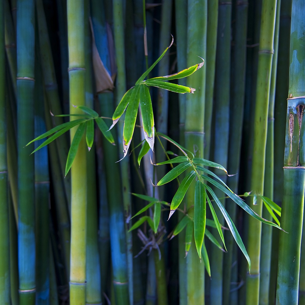 01905_bamboo_1024x1024.jpg