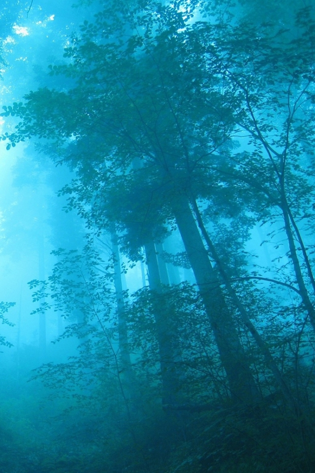 02105_blueforest_1680x1050.jpg