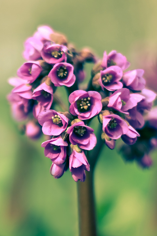 02233_springremixed_1.jpg