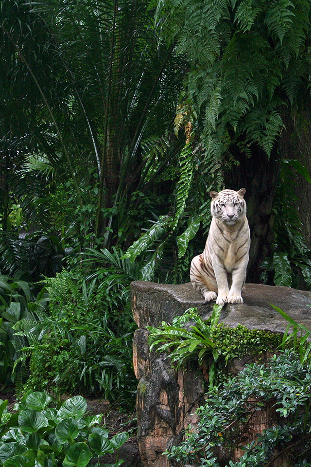 02278_whitetiger_640x960.jpg