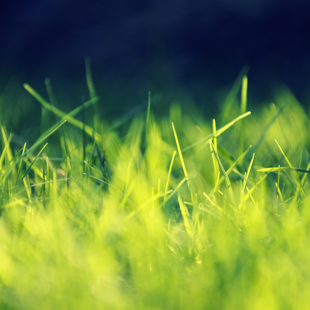 02396_playingwithsunlight_1024x1024.jpg