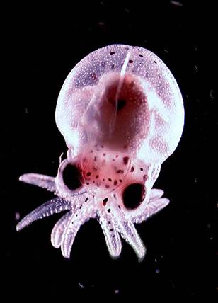 050414_octopus_bcol_11a.grid-4x2.jpg